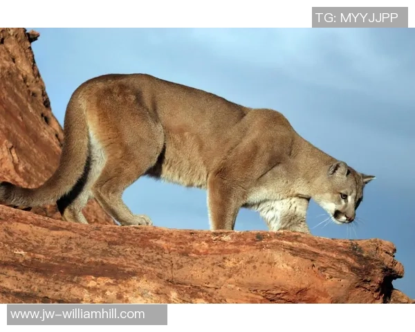 瓜达拉哈拉对决美洲狮精彩比赛直播全程回顾与分析
